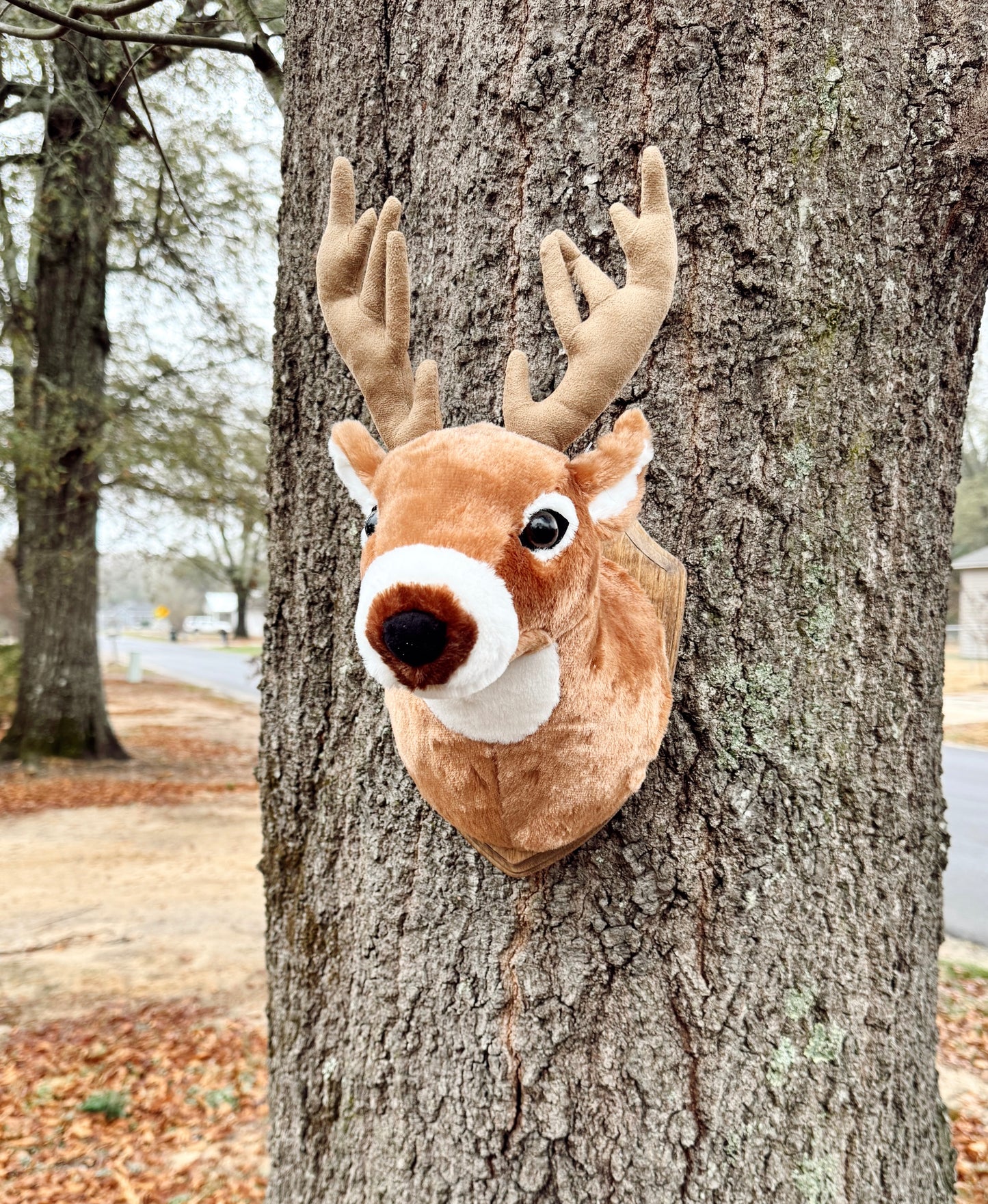 My First Trophy Buck